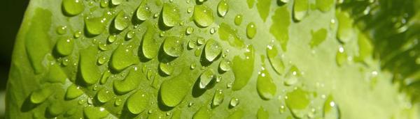 Green-Iniciatives-823x2342.jpg