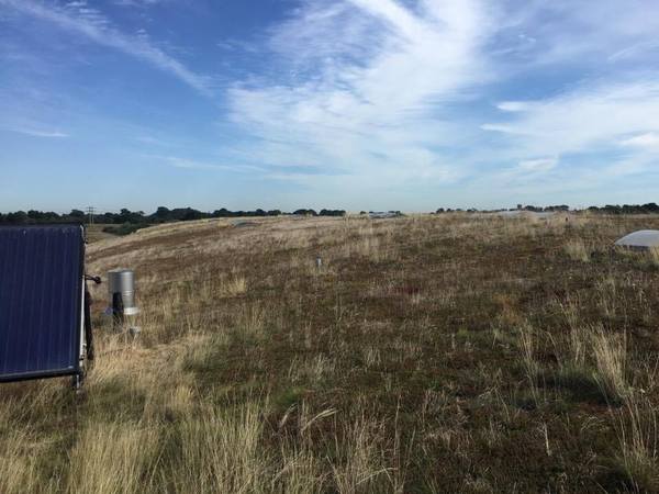 Adnams RuGBC IESVE Green Roof