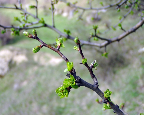 1432975943_spring01.jpg